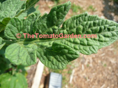Dwarf Champion Improved tomato plant leaf type