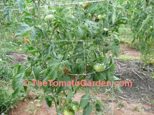 Earls Faux Tomato Plant