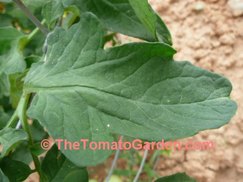 Heinz 1630 VF Tomato Leaf