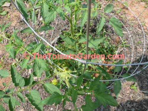 Indian Stripe Tomato Plant