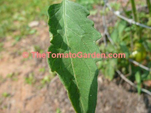 Indian Stripe Tomato Leaf