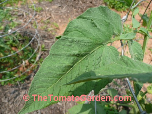 Japanese Trifele Black tomato leaf