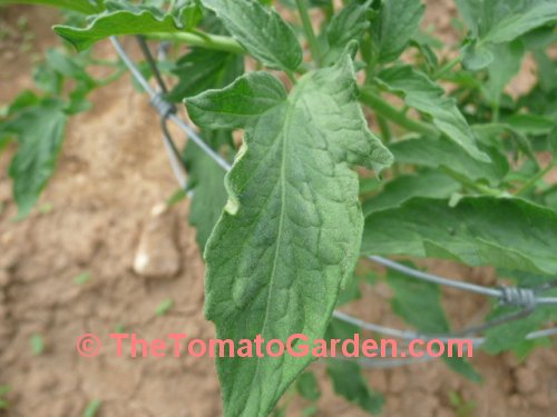 John Lossaso's Low Acid Ruby tomato leaf