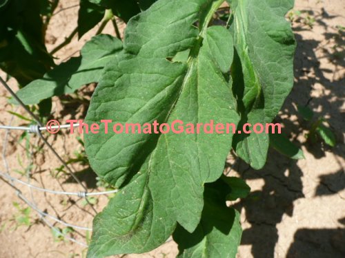 Large Dark Purple Tomato Leaf