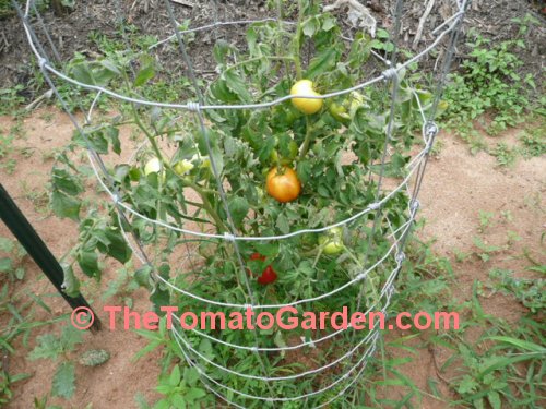 Large Red Tomato Plant