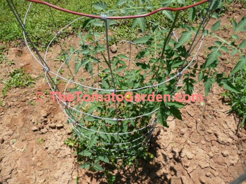 Livingston's Favorite Tomato Plant