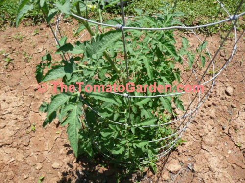 Livingston's  Gold Ball Tomato Plant