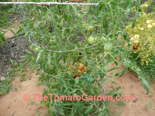 Livingston's Gulf State Market Tomato Plant