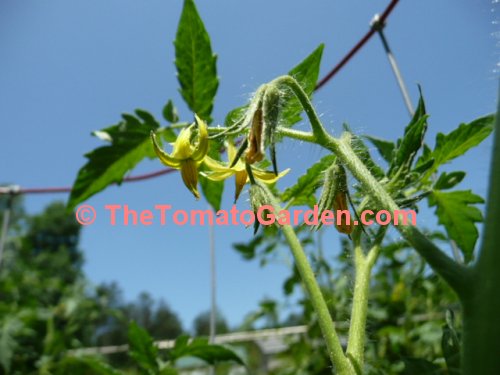 Livingston's Gulf State Market Tomato Bloom