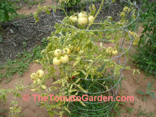 Livingston's  Honor Bright Tomato Plant