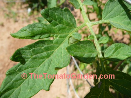 Livingston's  Honor Bright Tomato Leaf