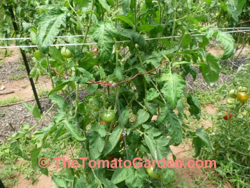 Livingston's Magnus tomato plant