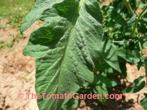 Livingston's Magnus tomato leaf