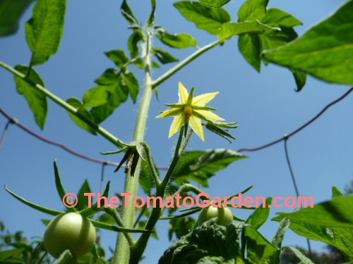 Livingston's Magnus tomato bloom