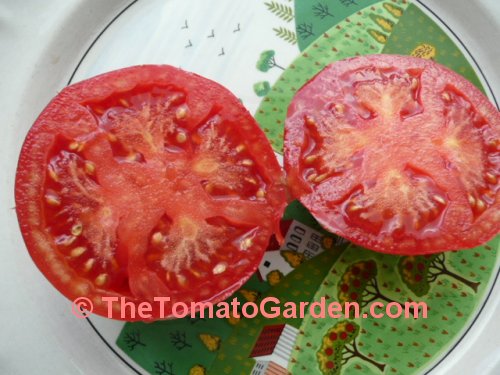 Livingston's Magnus tomato