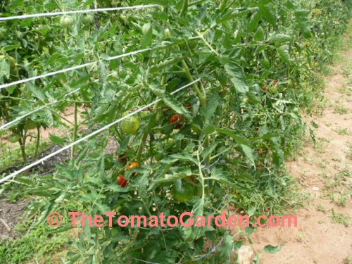 Livingston's Paragon tomato plant