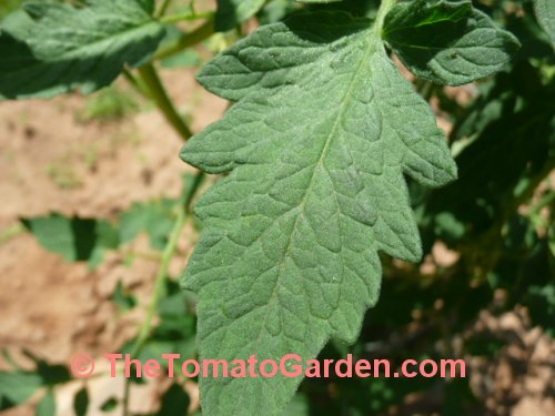 Livingston's Paragon tomato leaf