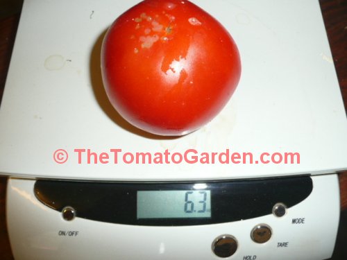 Livingston's Paragon tomato