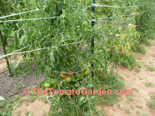 Livingston's Perfection tomato plant