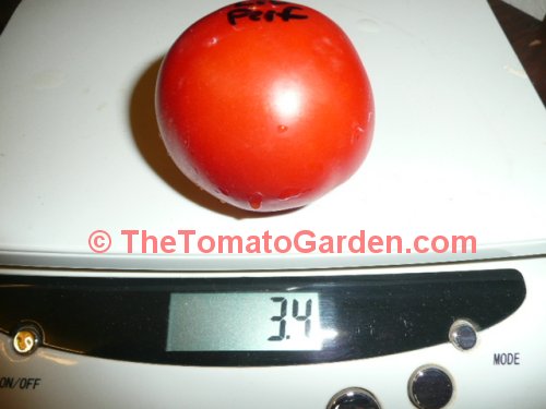 Livingston's Perfection tomato