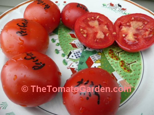 Livingston's Perfection tomato