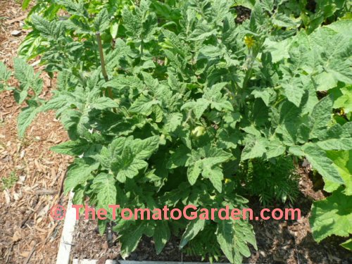 Matchless Austin tomato plant