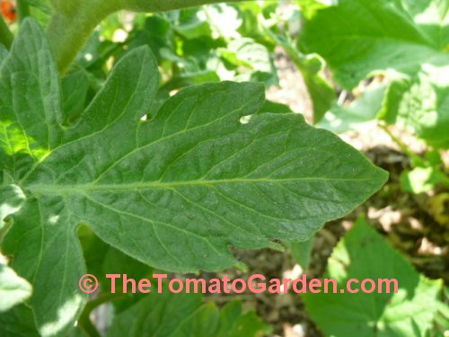 Matchless Austin tomato leaf