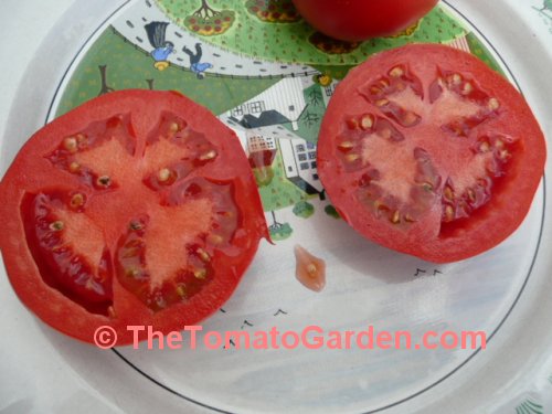 Matchless Austin tomato