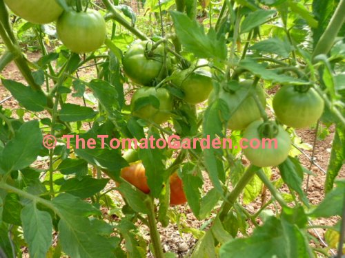 Moreton Tomato plant