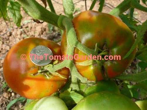 Moreton Tomato fruit