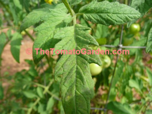 Moreton Tomato leaf