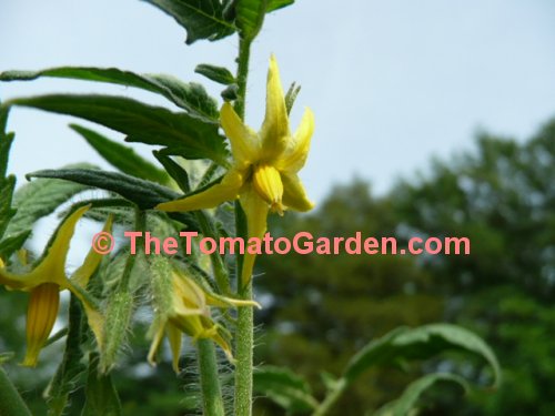 Moreton Tomato bloom