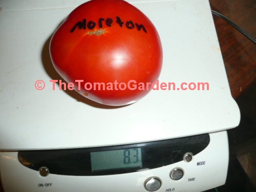 Moreton Tomato