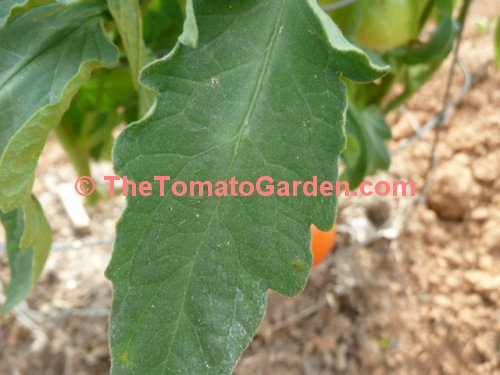 Mountain Glory Tomato leaf