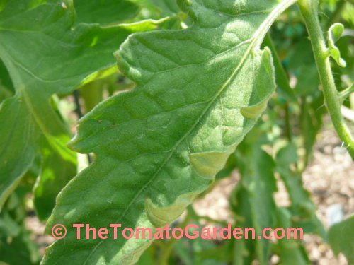 Mule Team tomato leaf
