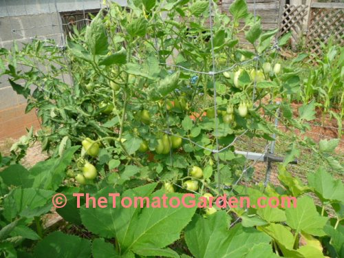 Roma VF tomato plant