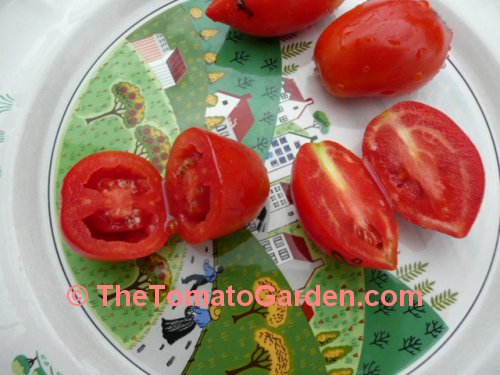 Roma VF tomato