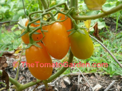 Solid Gold Tomato