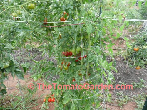 Tomate Grande Liso tomato plant