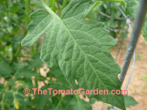 Tomate Grande Liso tomato leaf