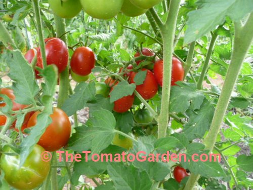 Tomate Grande Liso tomato