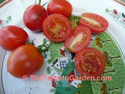 Tomate Grande Liso tomato